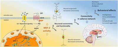 Anxiolytic and Anxiogenic? How the Transcription Factor MEF2 Might Explain the Manifold Behavioral Effects of Oxytocin